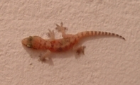 gecko