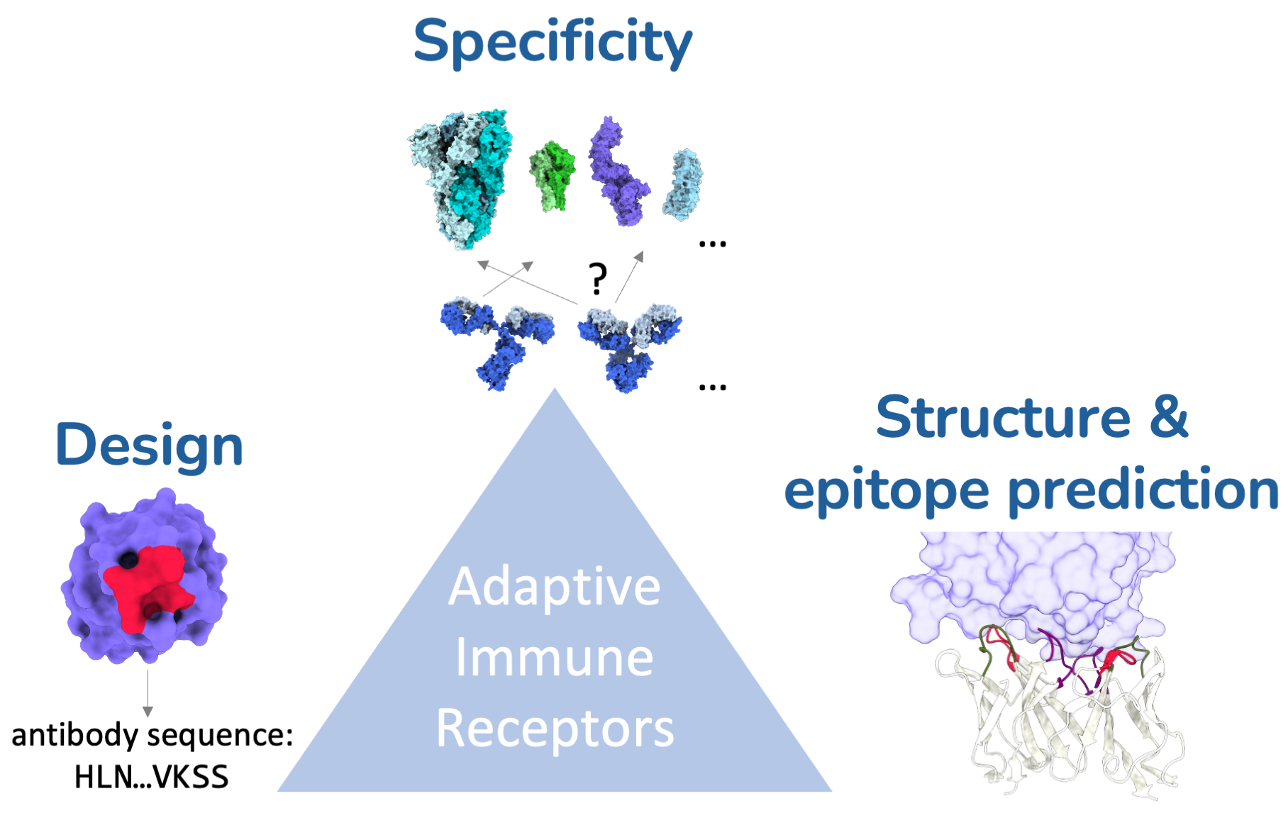 Adaptive immune receptor research figure showing structure and epitope mapping, design, and specificity