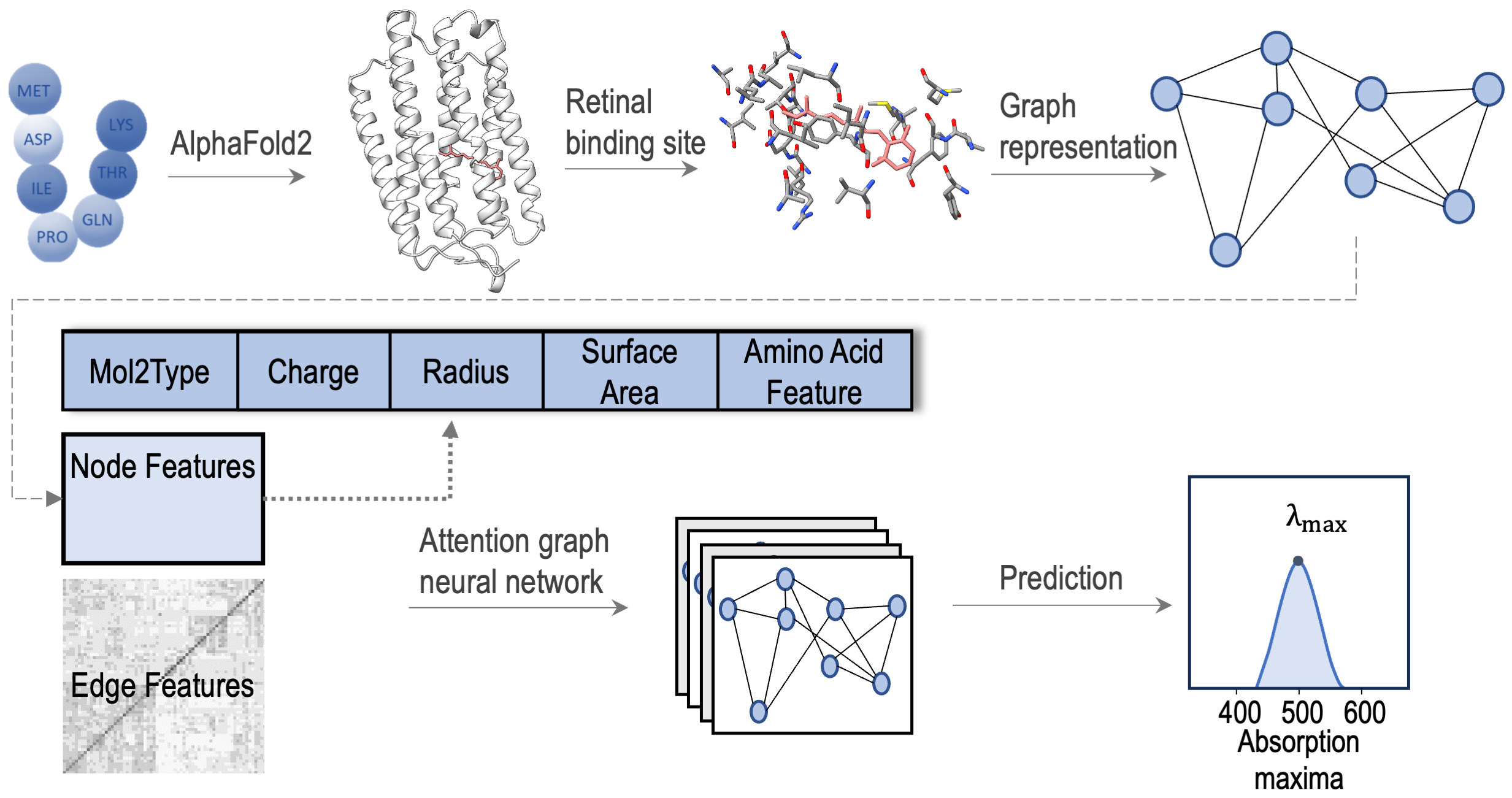 Rhodopsin engineering and spectral tuning